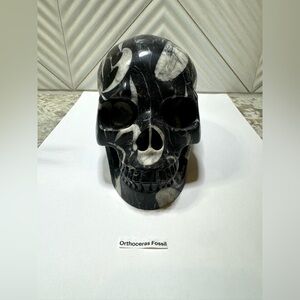 Black and White Orthoceras Fossil Skull